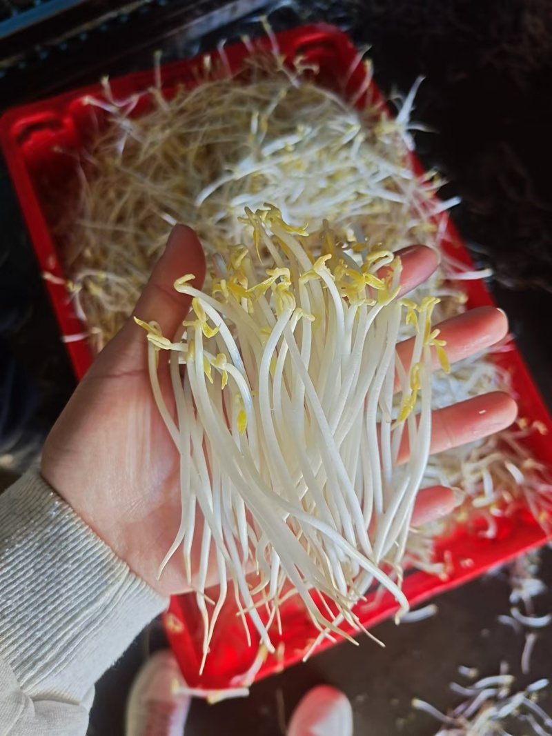 泉水甜口豆芽甜口
