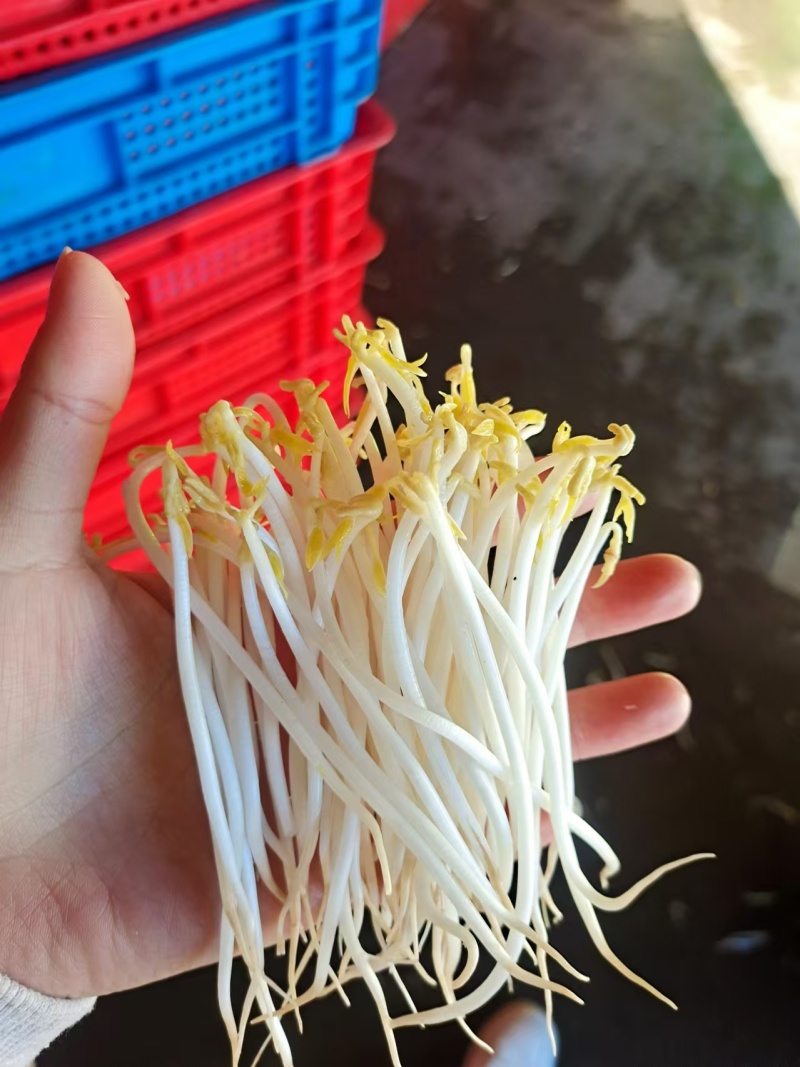 泉水甜口豆芽甜口