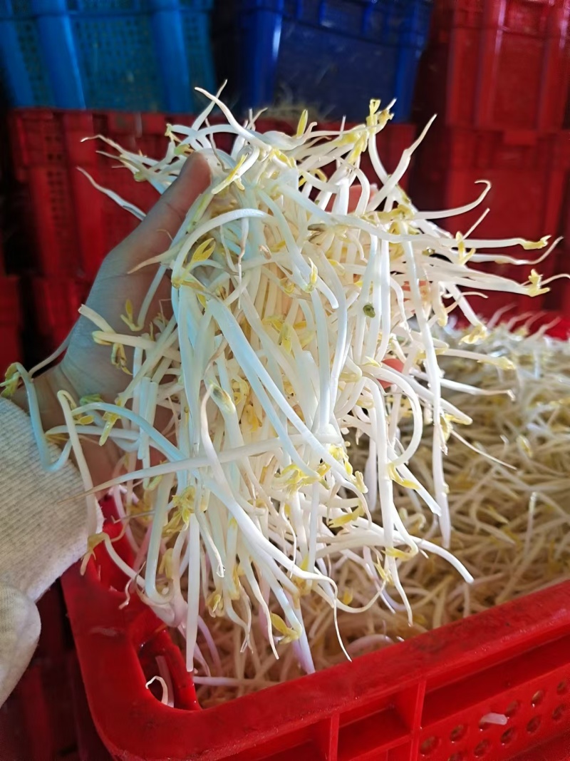 泉水甜口豆芽甜口