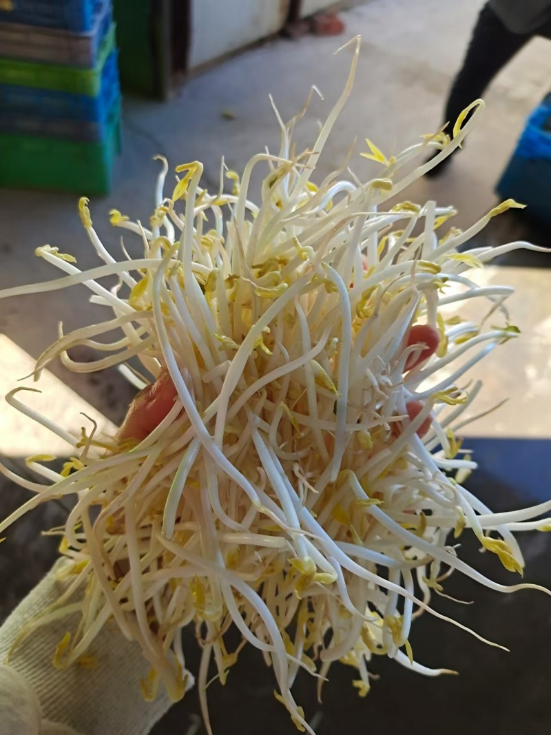 泉水甜口豆芽甜口
