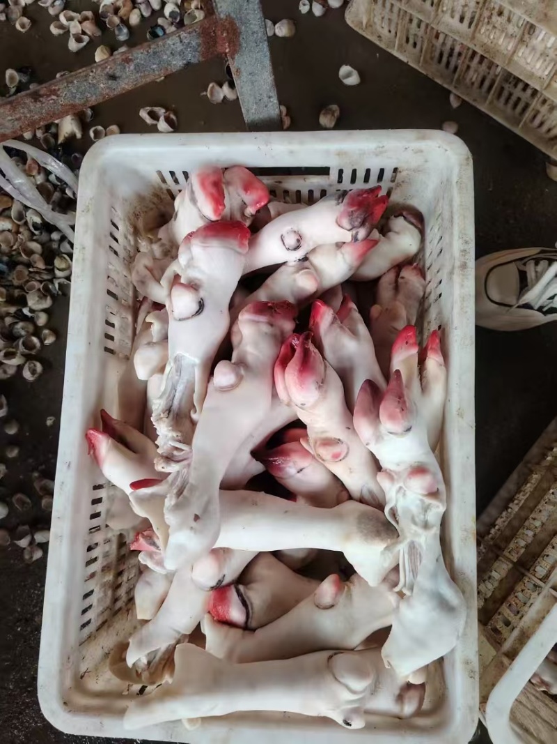 育肥羊蹄