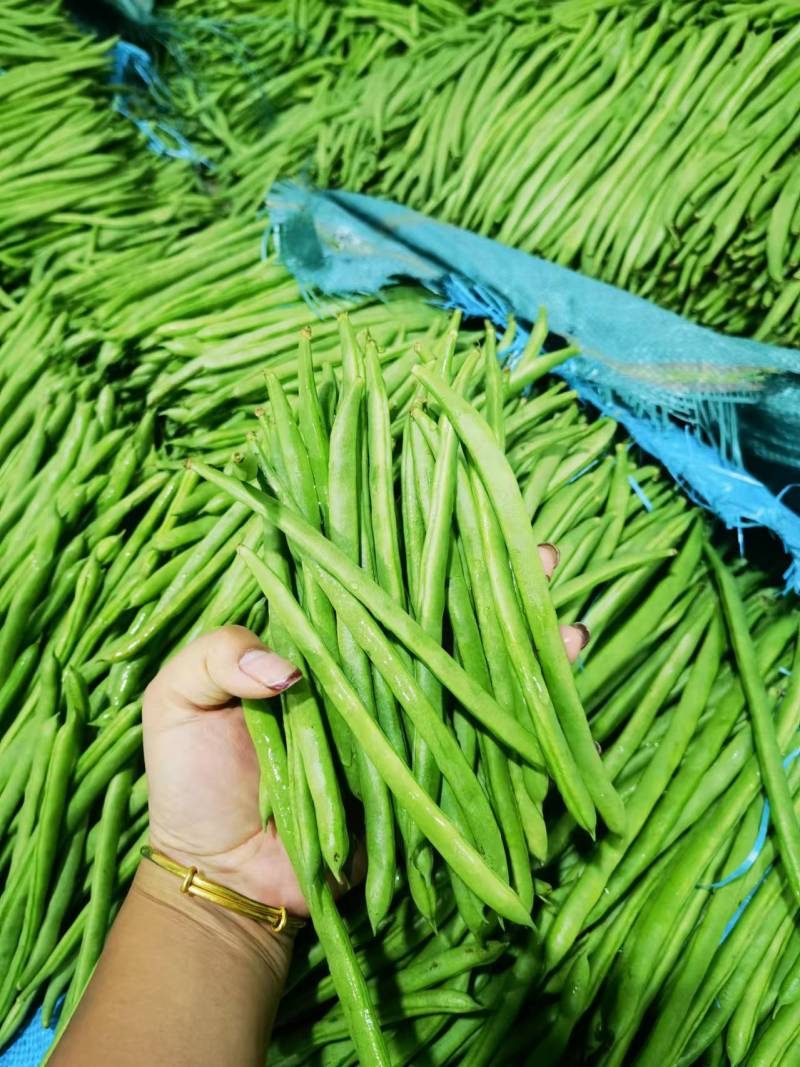 云南小金豆四季豆新鲜上市，一手货源，视频看货