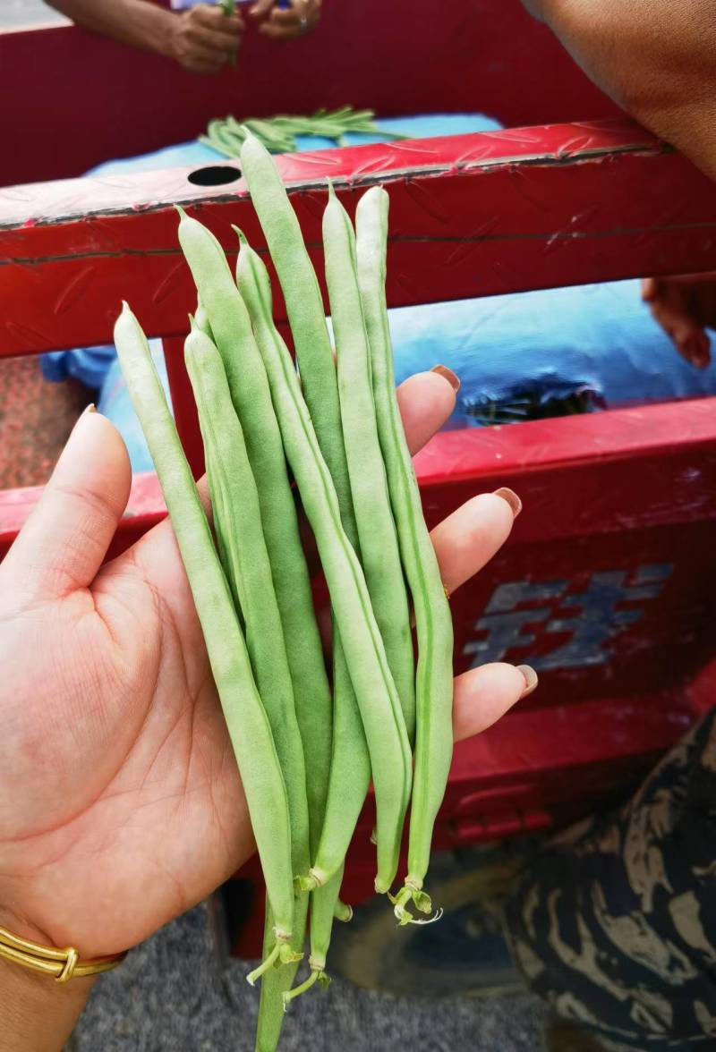 云南小金豆四季豆新鲜上市，一手货源，视频看货