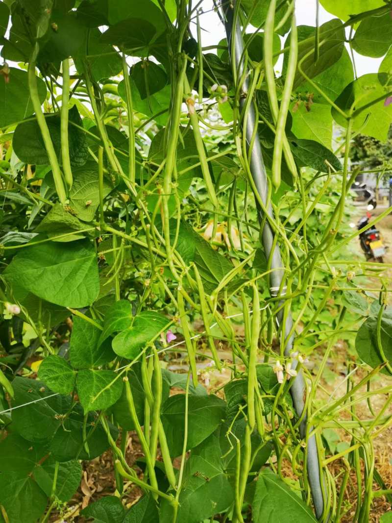 云南小金豆四季豆新鲜上市，一手货源，视频看货