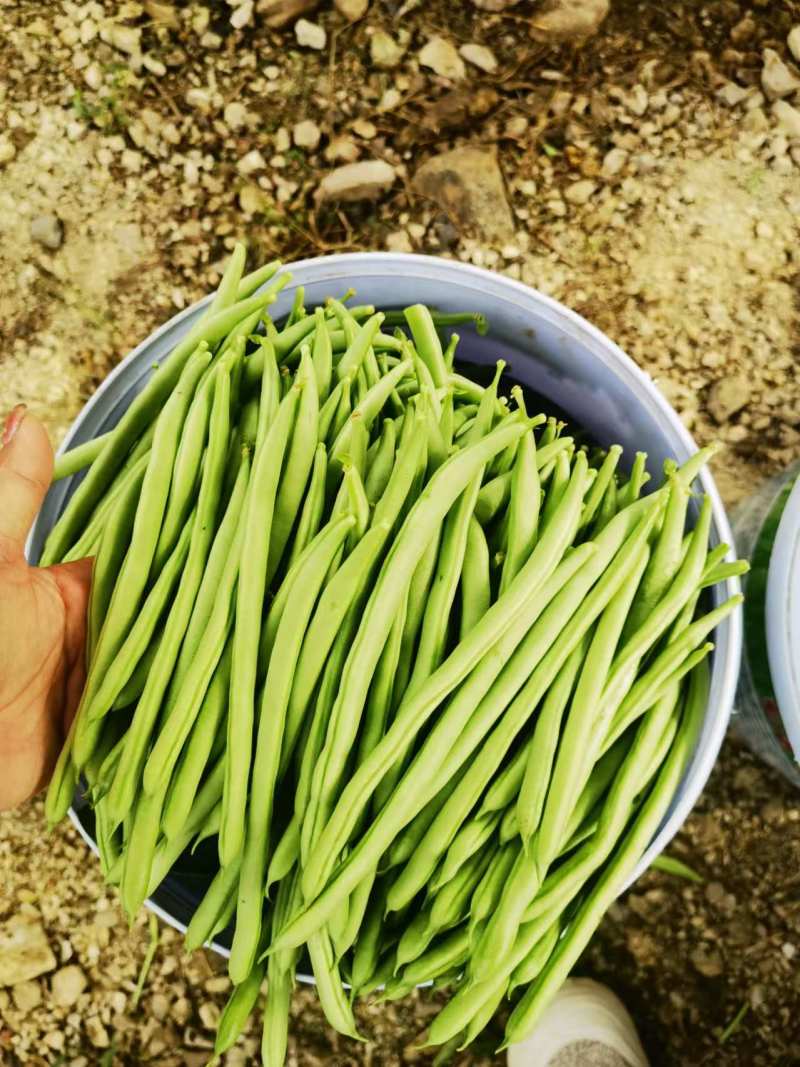 云南小金豆四季豆新鲜上市，一手货源，视频看货