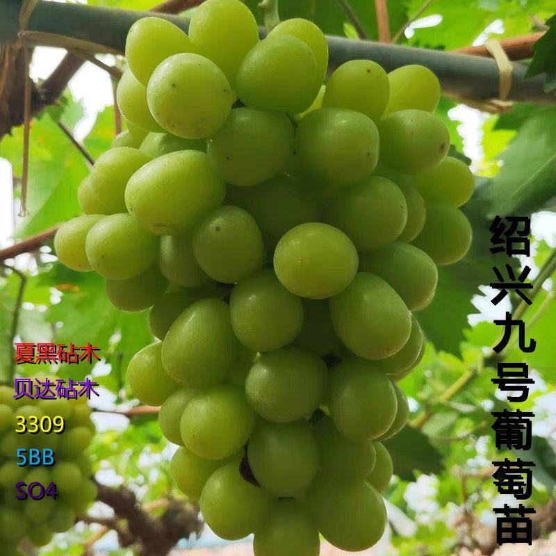 绍兴九号葡萄苗产地直销保证品种