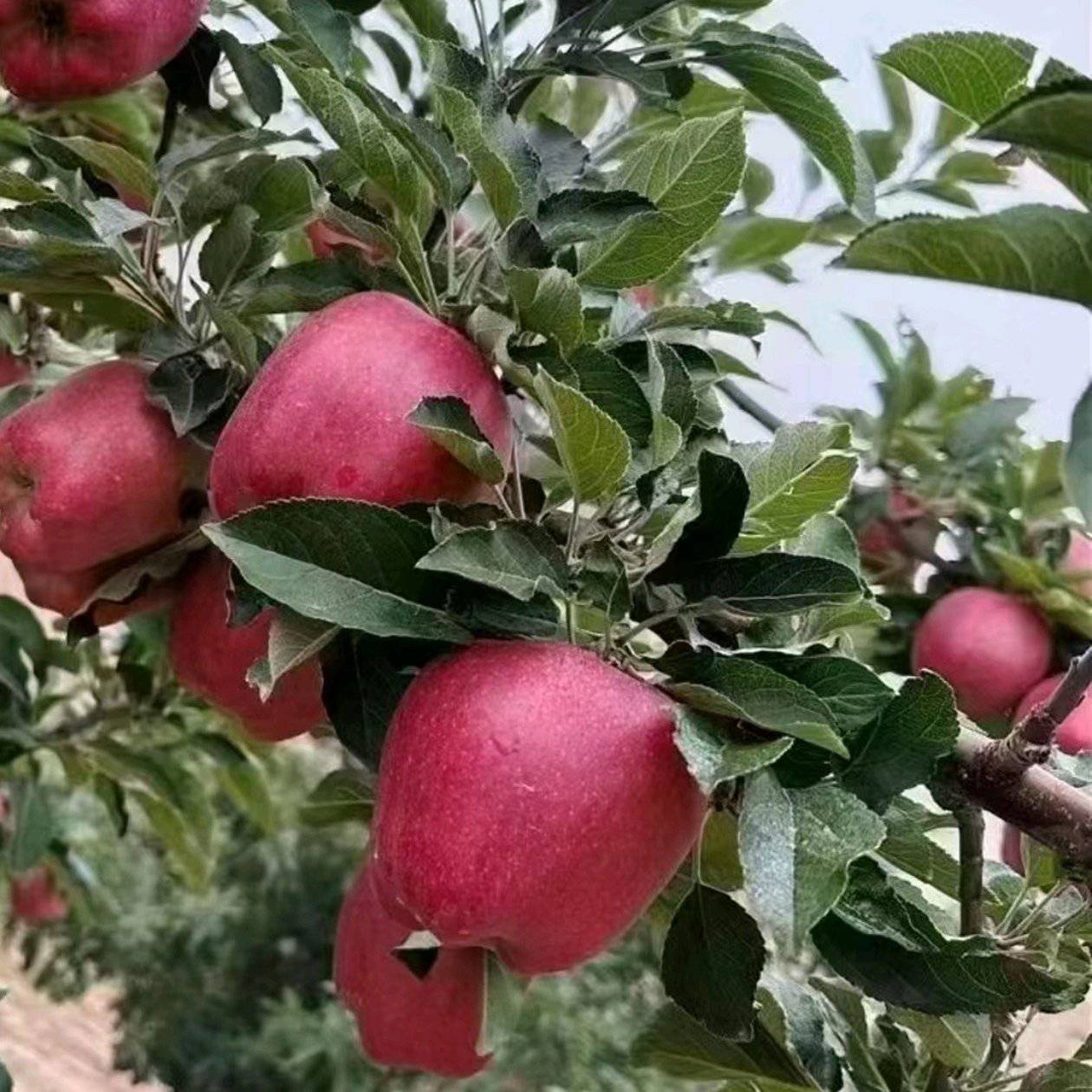 花牛苹果为什么叫花牛？揭秘这一独特品种的由来- 一亩田