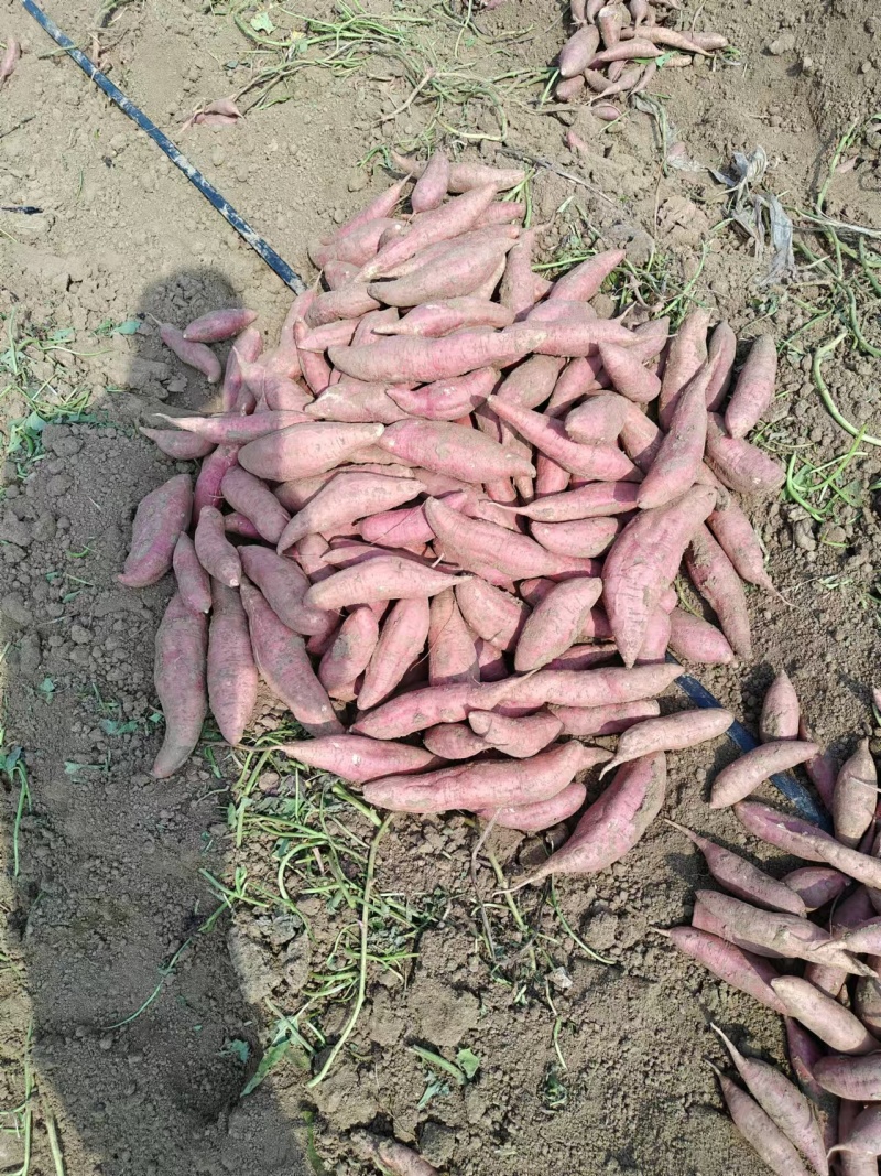 哈密红薯沙地红薯山东济宁红薯种植基地长期供货代发全国