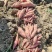 哈密红薯沙地红薯山东济宁红薯种植基地长期供货代发全国