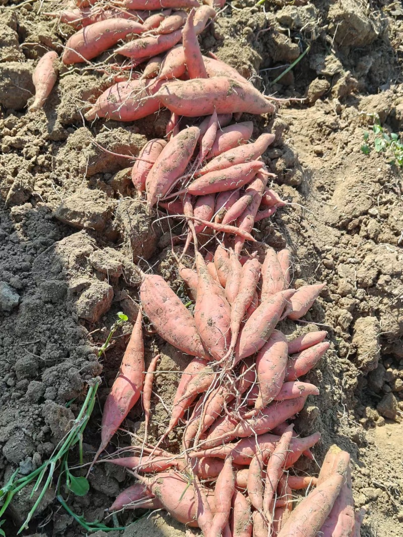 哈密红薯沙地红薯山东济宁红薯种植基地长期供货代发全国