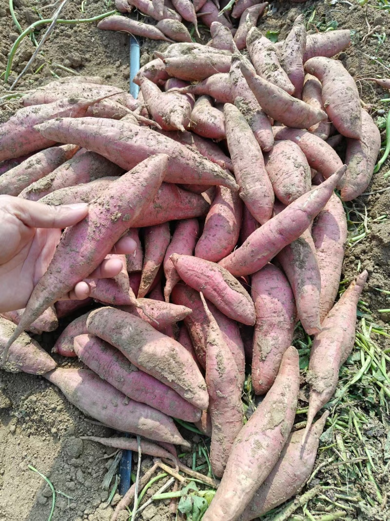 哈密红薯沙地红薯山东济宁红薯种植基地长期供货代发全国