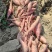 哈密红薯沙地红薯山东济宁红薯种植基地长期供货代发全国