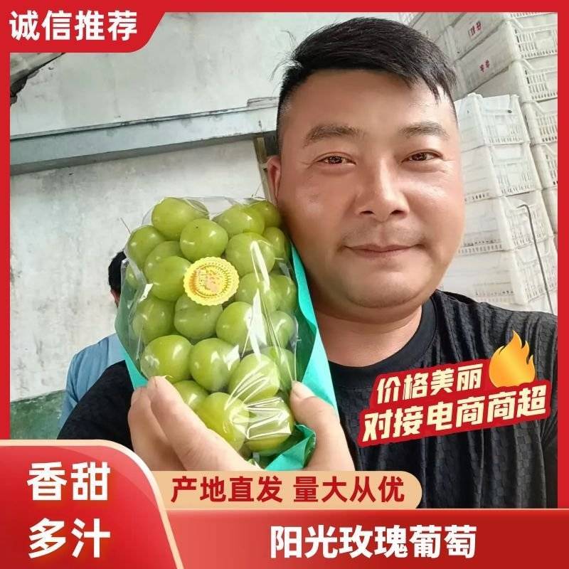 优质阳光玫瑰葡萄产地直供/品质好价格优/对接超市社团