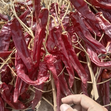 红龙，朝天椒，国八9O3，各种干辣椒，产地量大从优