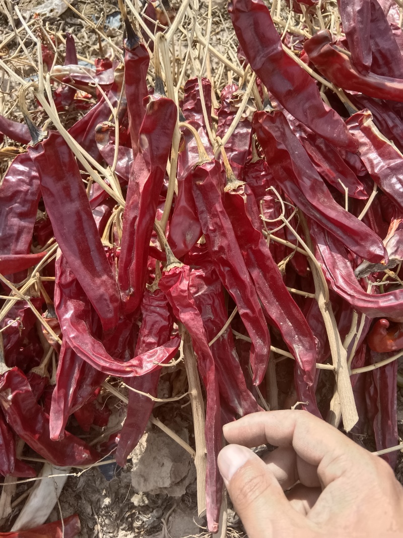 红龙，朝天椒，国八9O3，各种干辣椒，产地量大从优