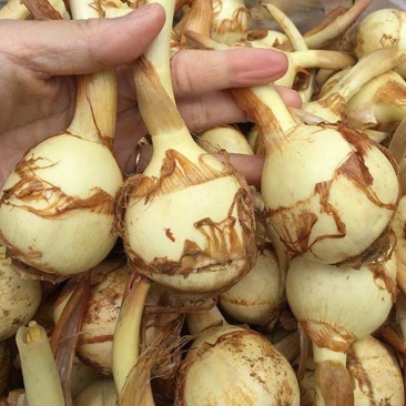 盐城纯白《大茨菇》大量上市，欢迎全国客商前来批发订购。