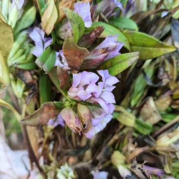 龙胆草野生龙胆草产地直供量大从优欢迎咨询