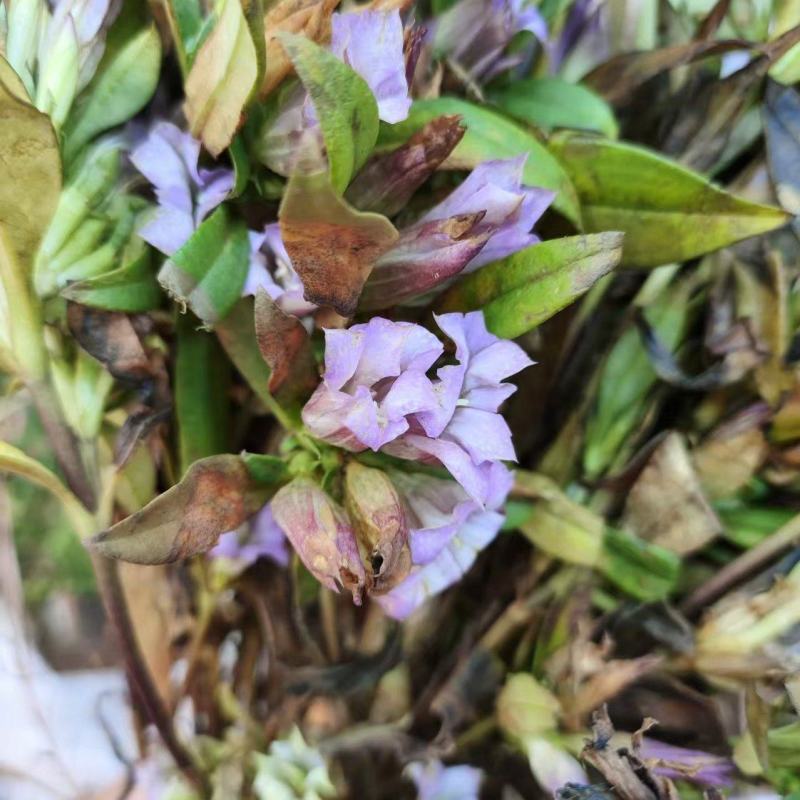 龙胆草野生龙胆草产地直供量大从优欢迎咨询