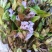 龙胆草野生龙胆草产地直供量大从优欢迎咨询