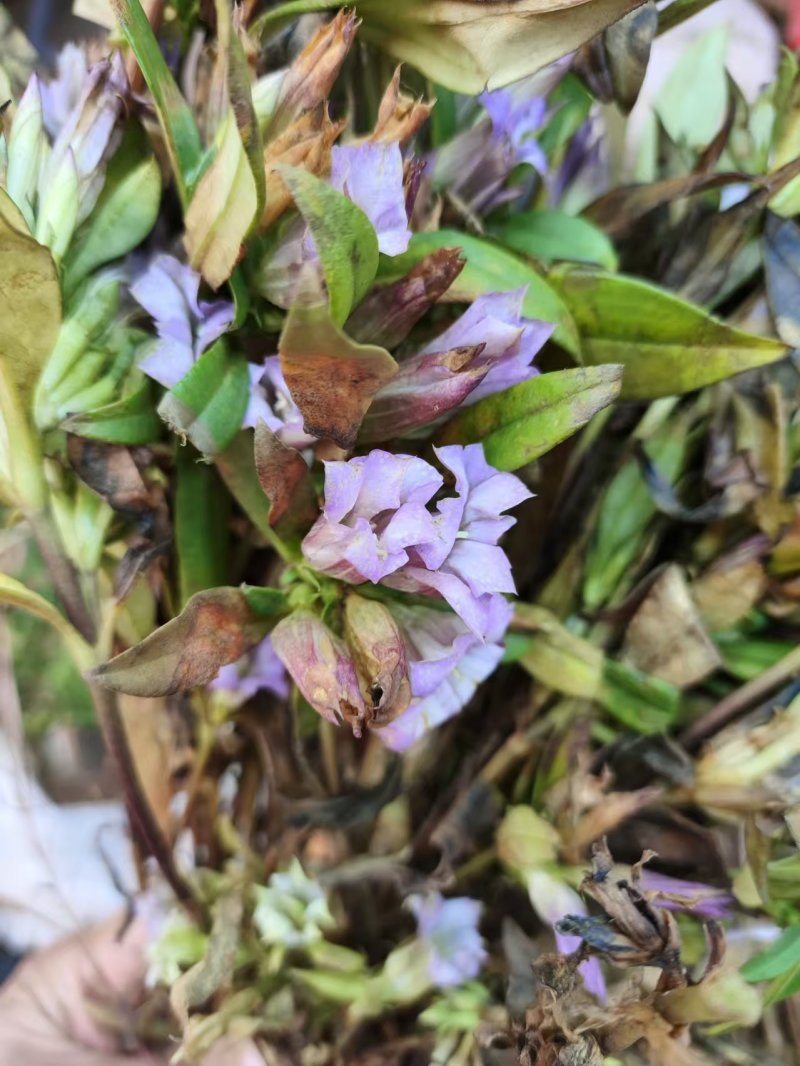 龙胆草野生龙胆草产地直供量大从优欢迎咨询