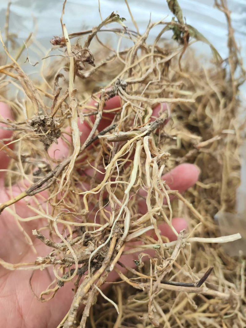 龙胆草野生龙胆草产地直供量大从优欢迎咨询