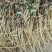 龙胆草野生龙胆草产地直供量大从优欢迎咨询