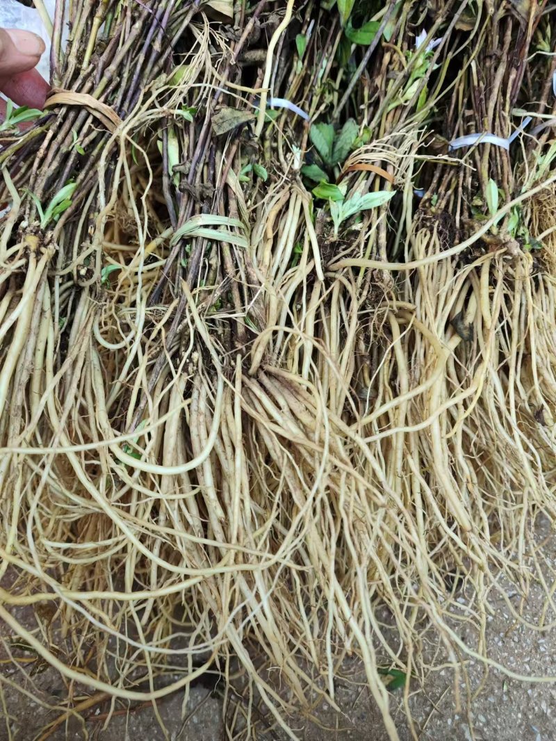 龙胆草野生龙胆草产地直供量大从优欢迎咨询