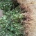 龙胆草野生龙胆草产地直供量大从优欢迎咨询