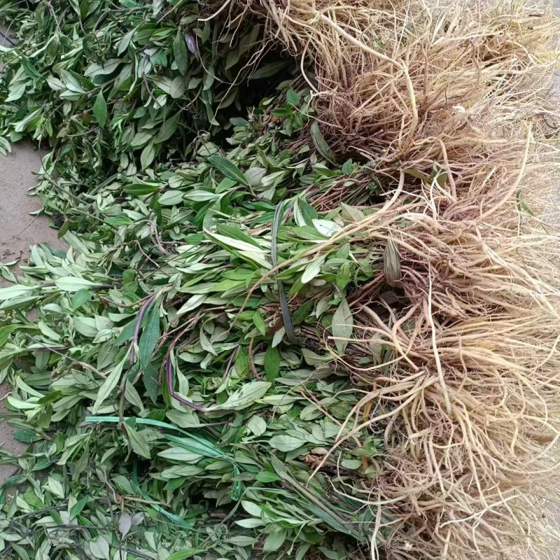 龙胆草野生龙胆草产地直供量大从优欢迎咨询