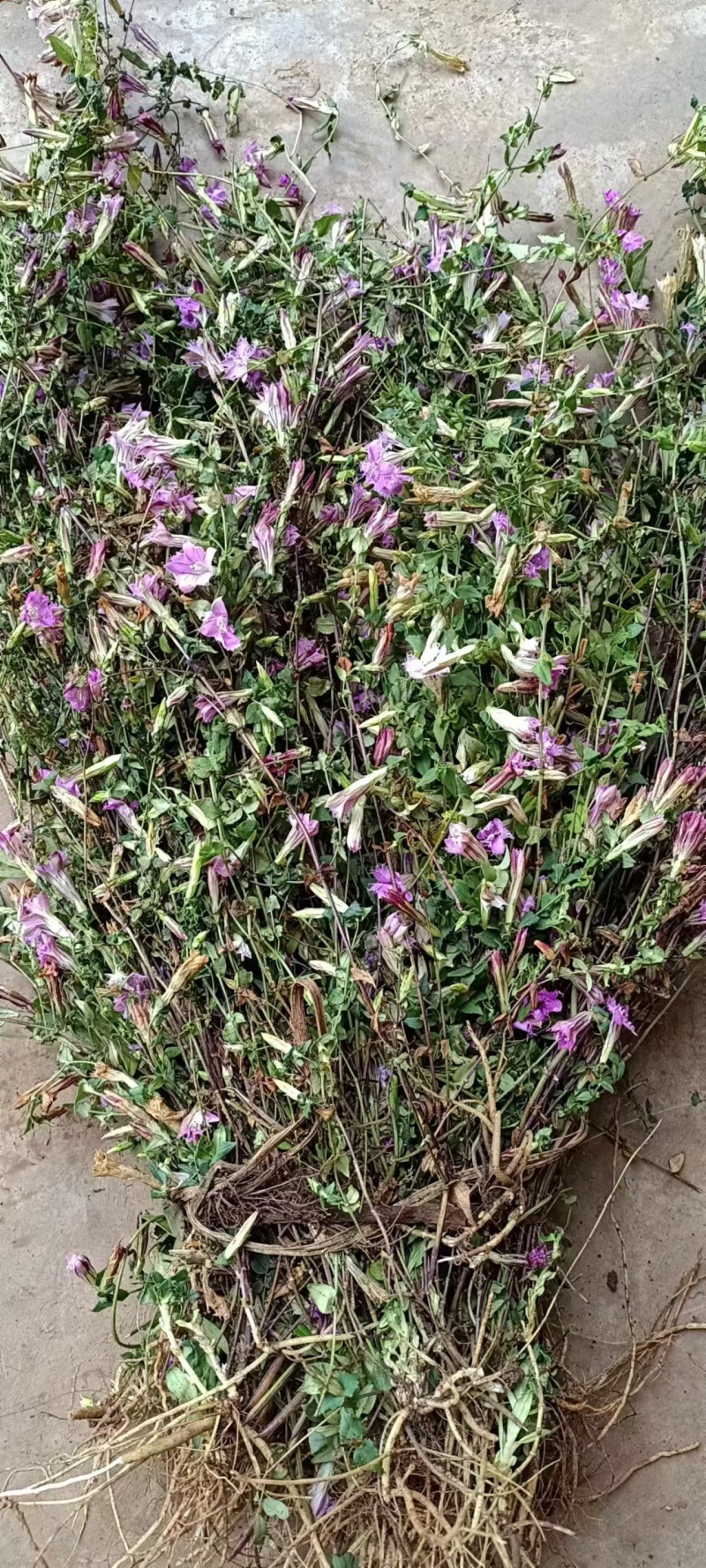 龙胆草野生龙胆草产地直供量大从优欢迎咨询