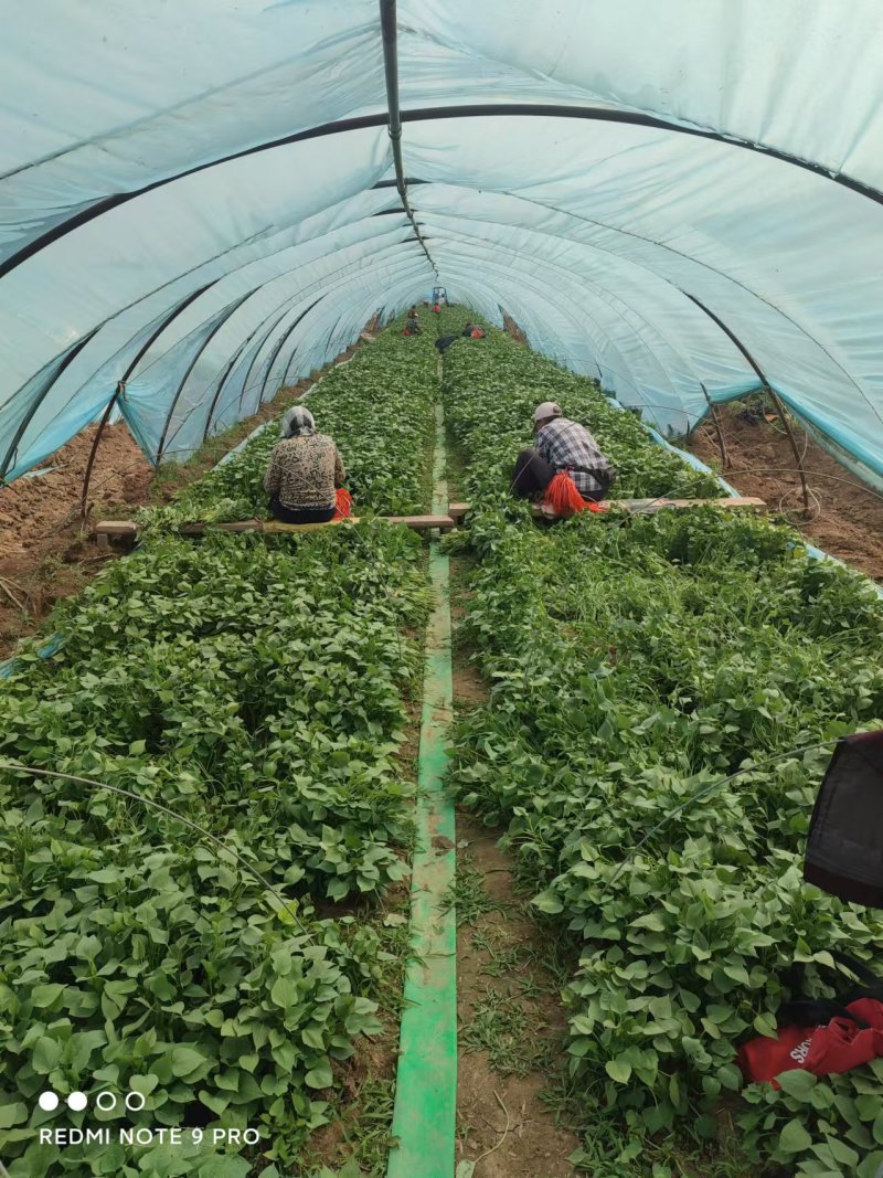 红薯苗-西瓜红红薯苗地瓜苗长期供货成活率高提供技术指导