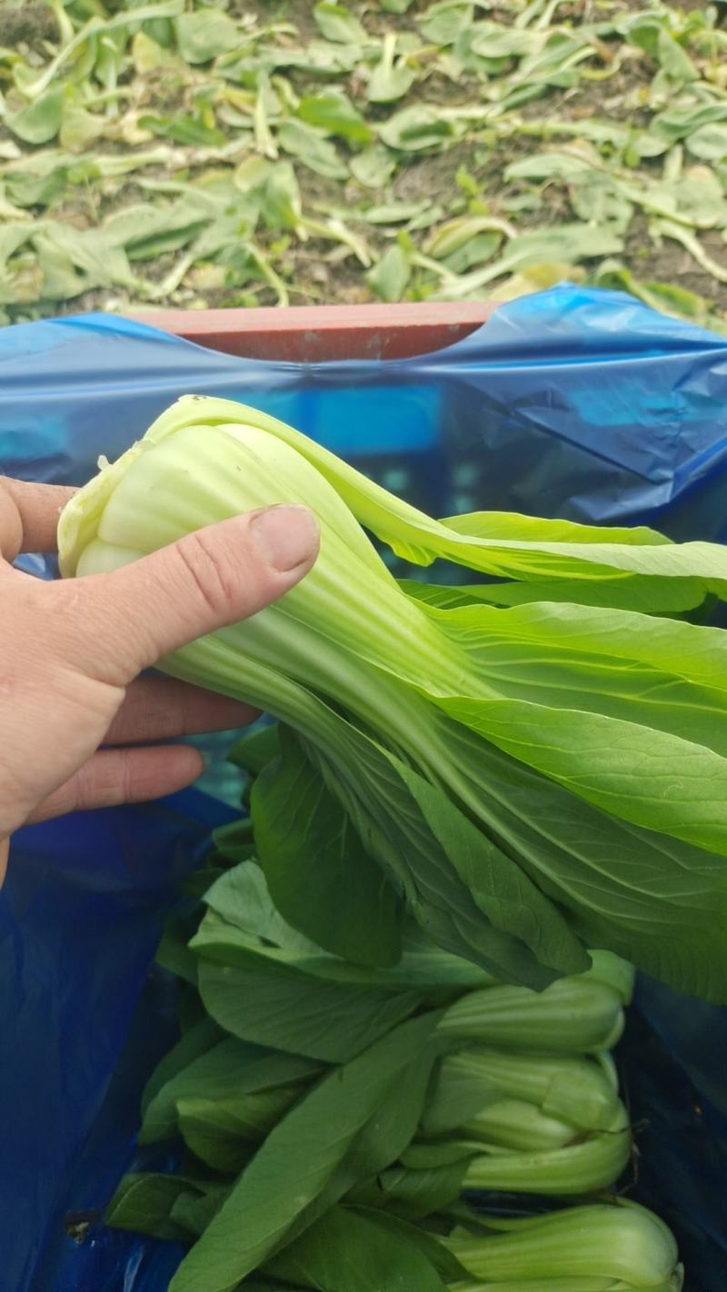 大量供应食堂超市酒店等各大领域