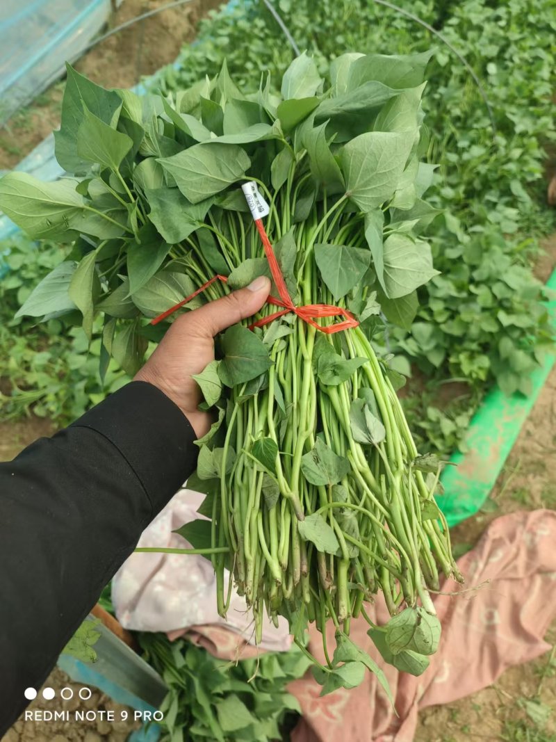 山东济宁脱毒红薯苗-济薯苗长期供货成活率高提供技术指导