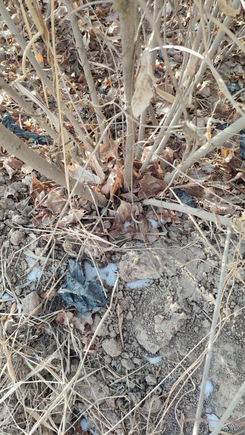 甘肃四年生丁香树，成活率高，品质好，欢迎咨询