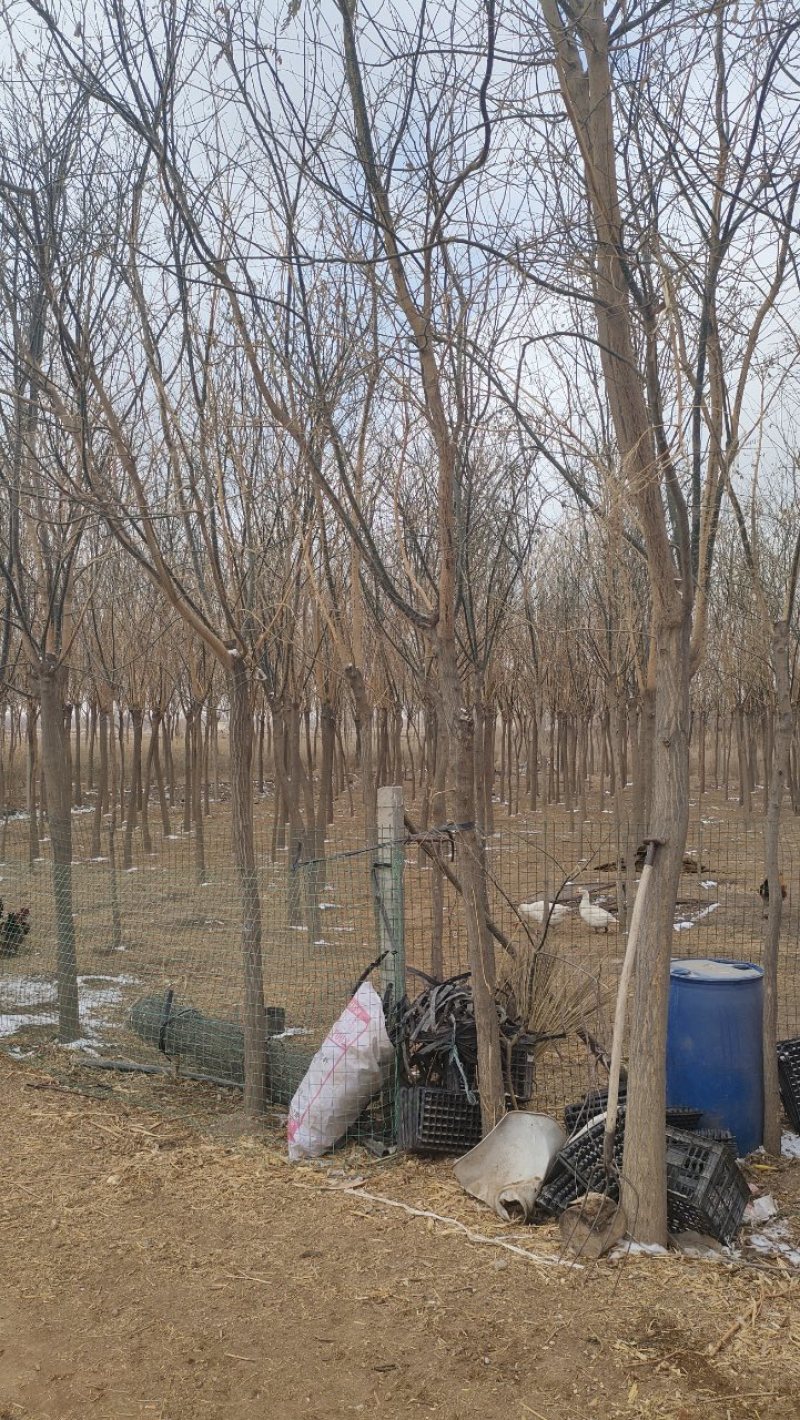 甘肃8到12分国槐，成活率高，百亩种植基地，欢迎选购