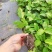 纯甜黄金百香果苗大量上市对接全国市场欢迎新老客户前来合作