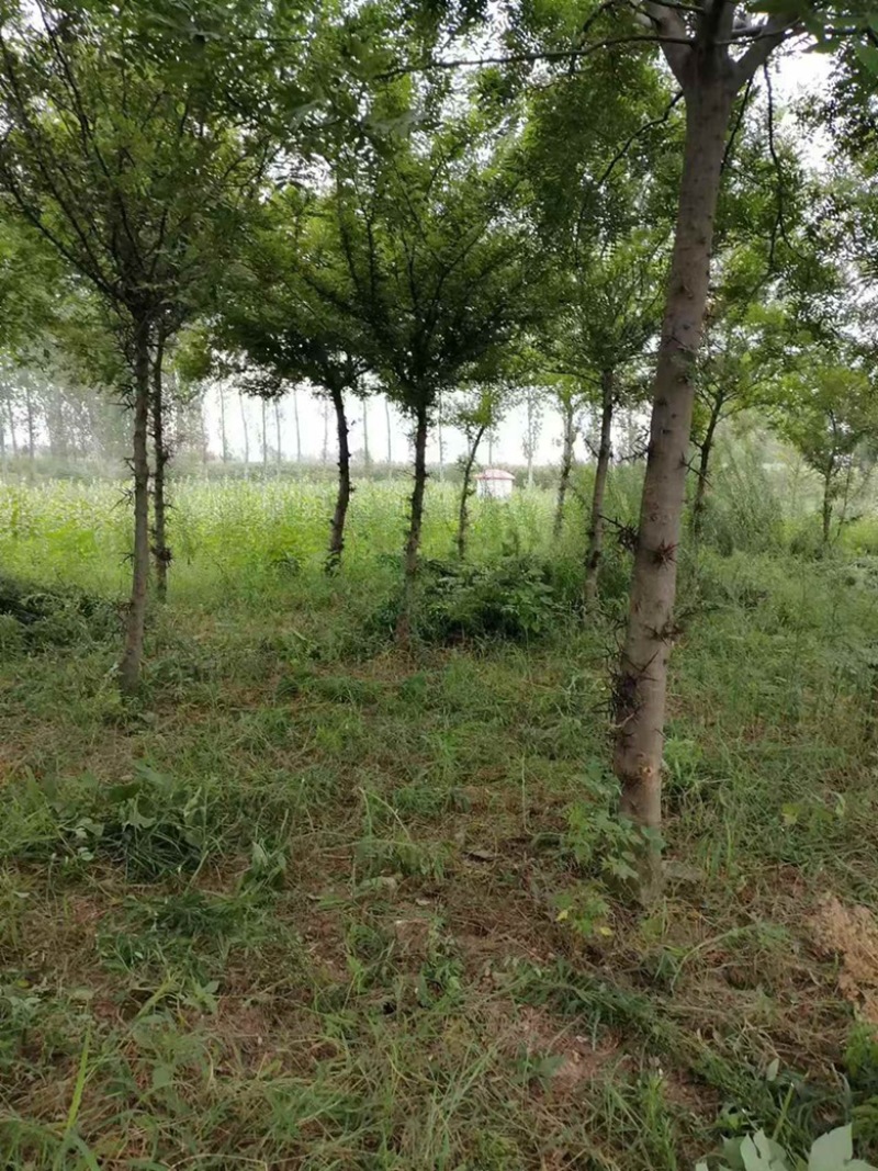 五年皂角树便宜甩卖，给钱就卖，期待有缘人