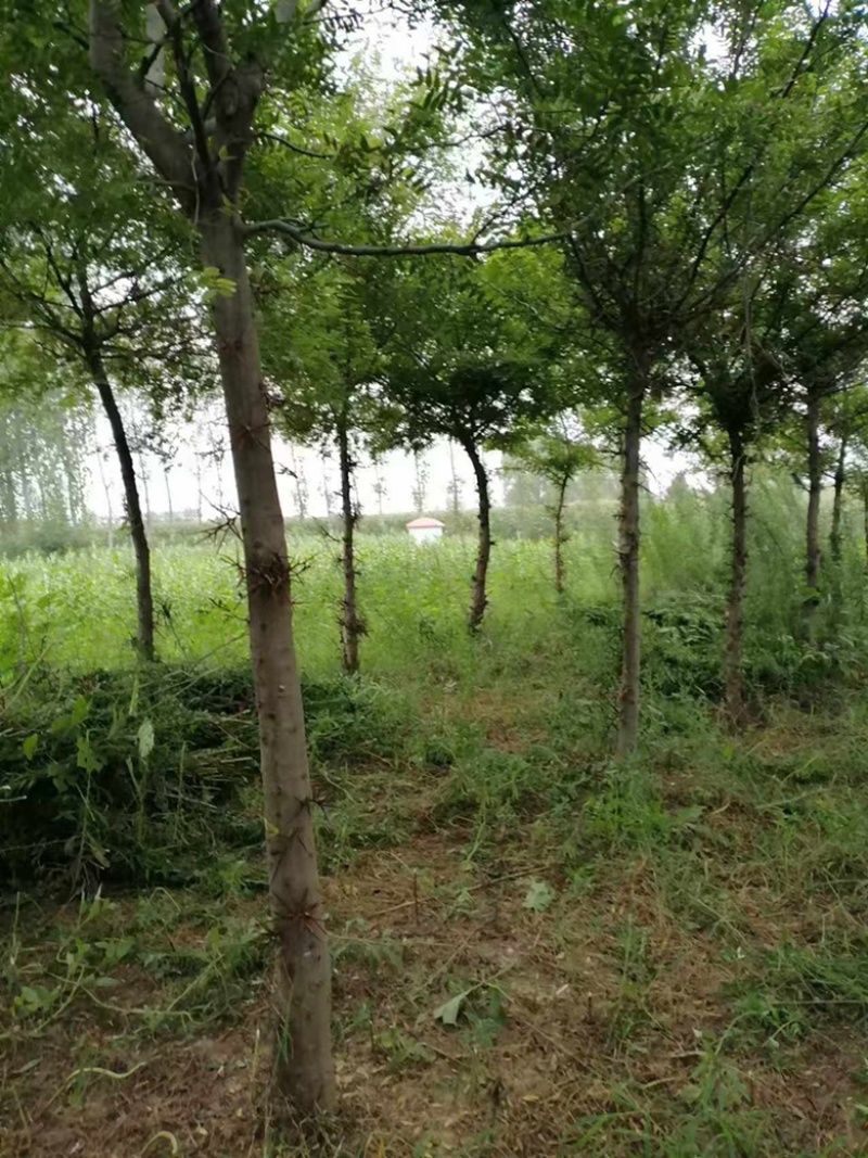 五年皂角树便宜甩卖，给钱就卖，期待有缘人