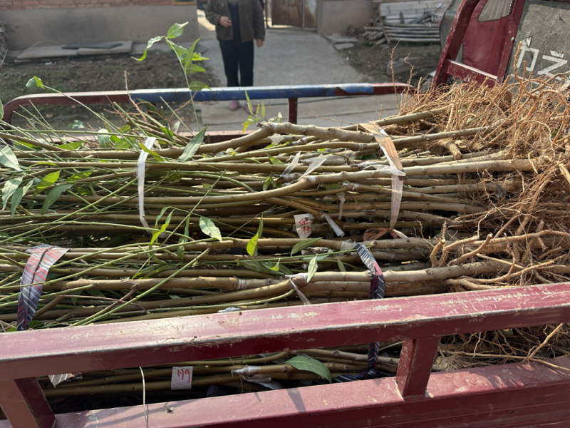 金风和血桃桃树苗供应，货源充足，量大基地直发