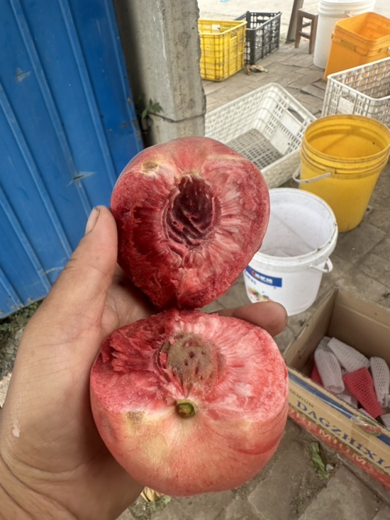 金风和血桃桃树苗供应，货源充足，量大基地直发