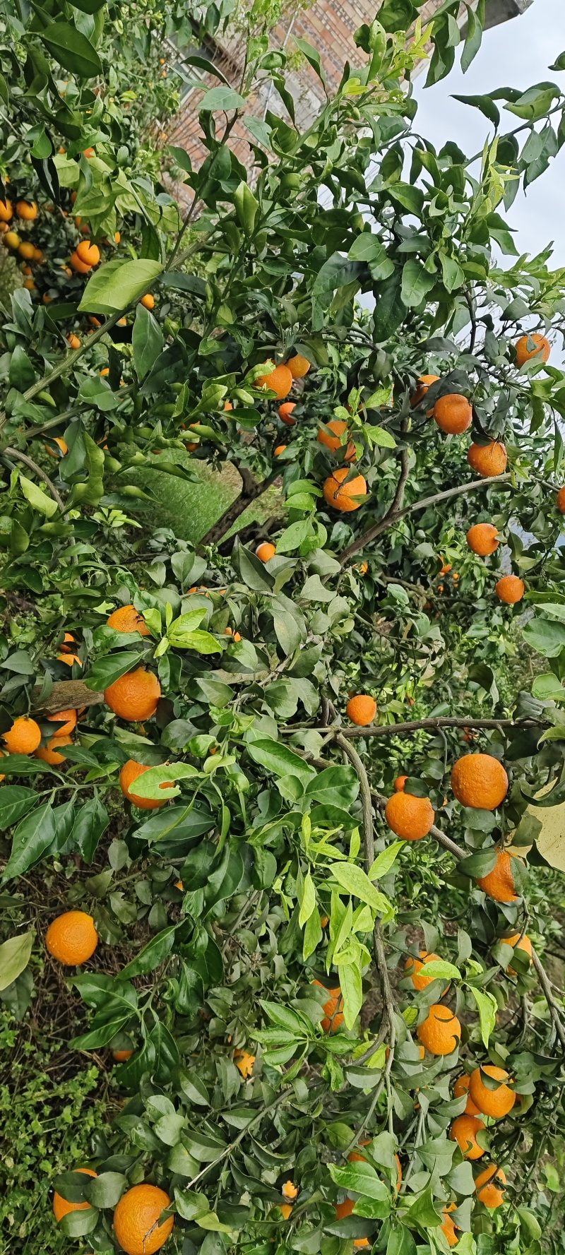四川爱媛爱媛果冻橙皮薄多汁产地直发欢迎来电咨询