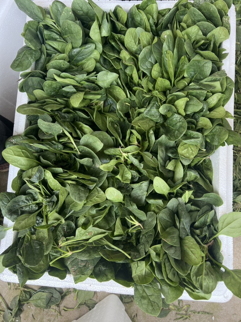 趴地菠菜，黑圆叶菠菜，精品菠菜。
