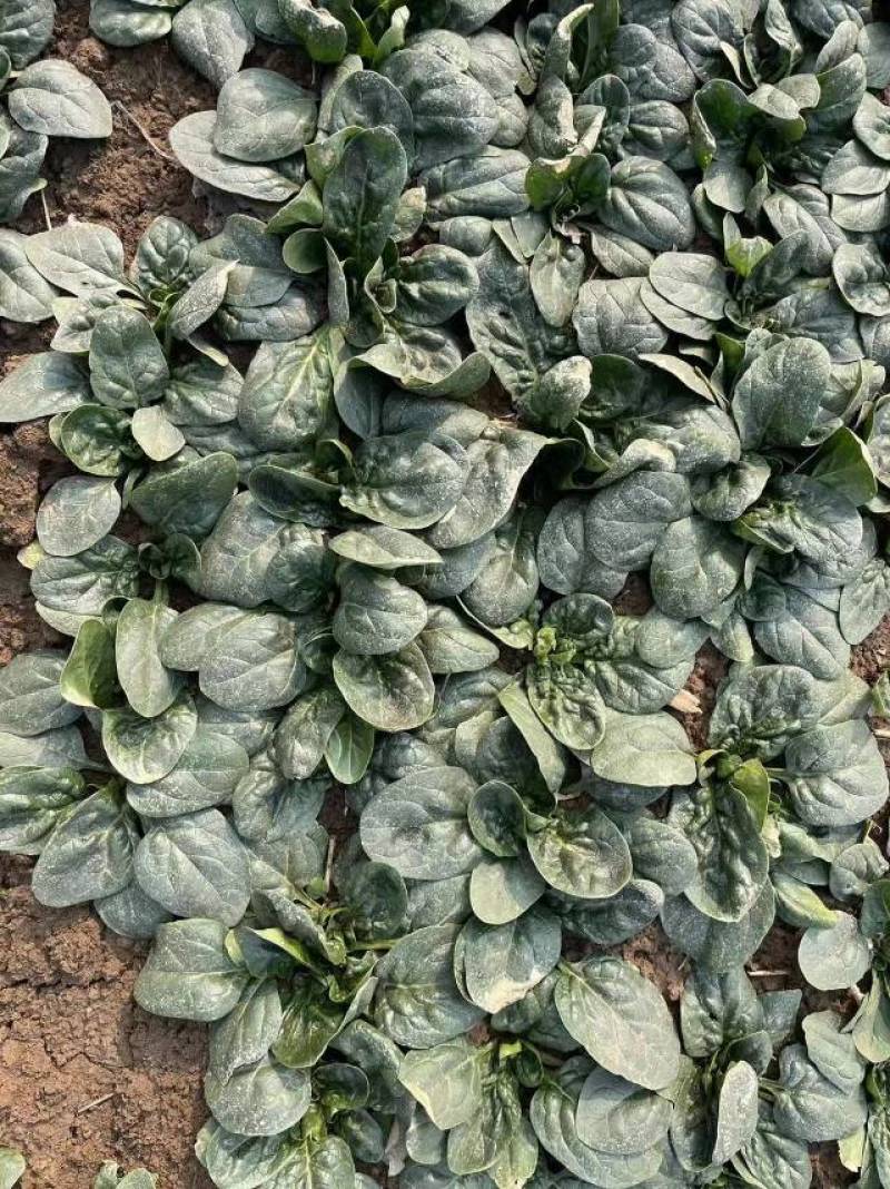 新鲜趴地菠菜黑叶菠菜农家直供，健康美味，快来选购！