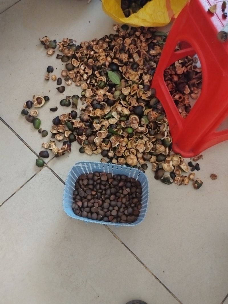 金花茶种子