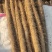 【今日推荐】麻山药二路可视频看货产地直发量大价优