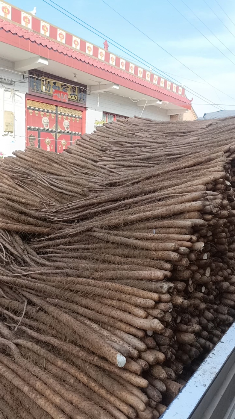 新铁棍山药，红皮，干面，营养价值高。