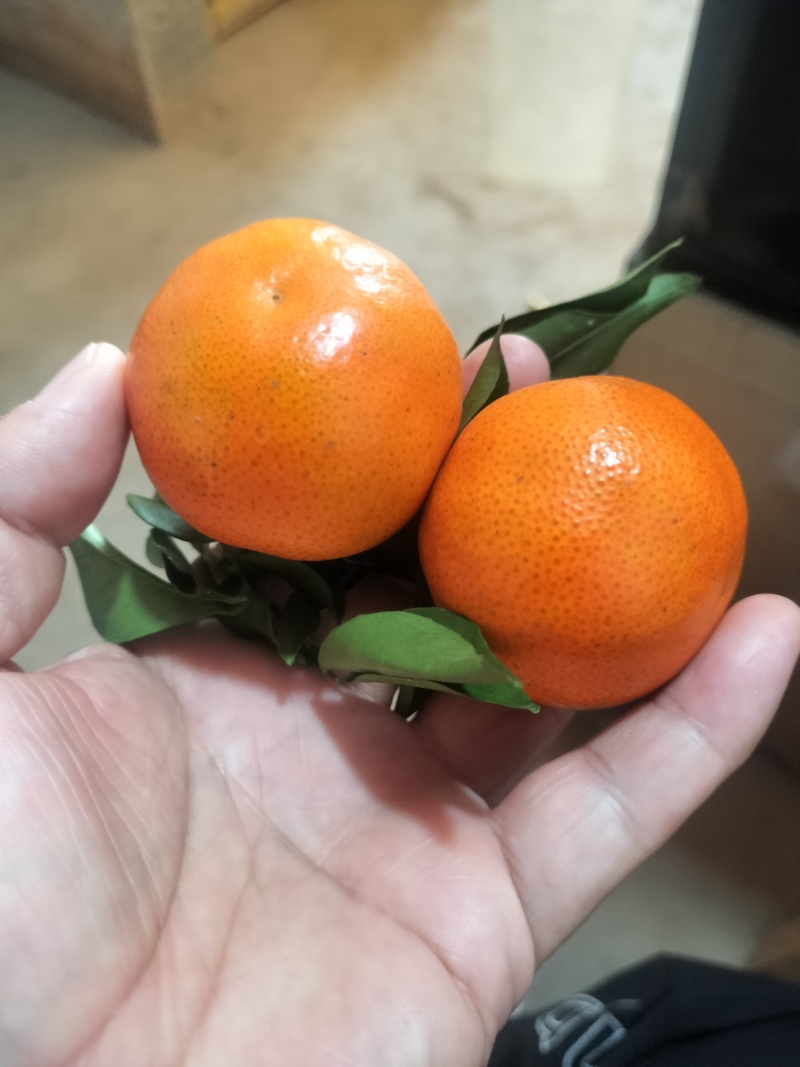 广西砂糖橘，棉桔，南丰蜜橘，东方红桔，产地直销，一手货源