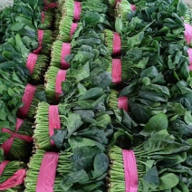 大叶菠菜聊城大棚菠菜货源稳定承接商超电商供货代收代发