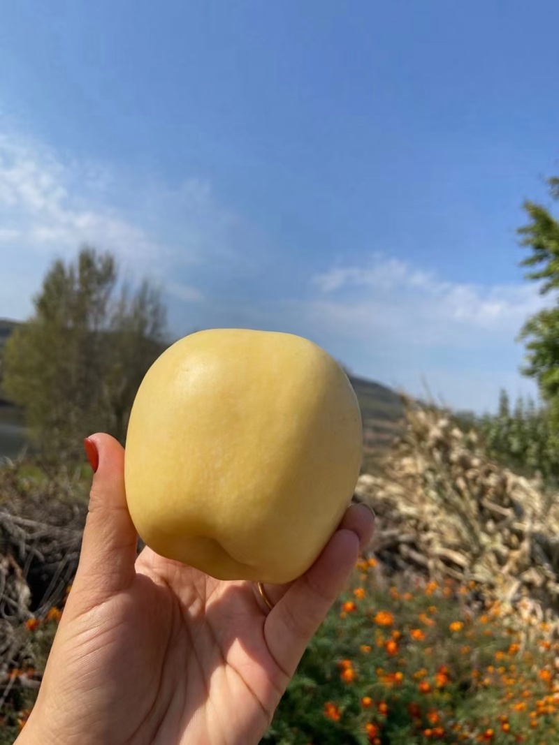 山东黄金维纳斯苹果75以上规格，精品