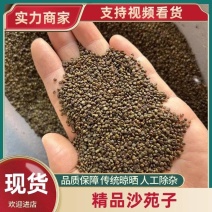 精品沙苑子量大从优欢迎全国各地朋友协商